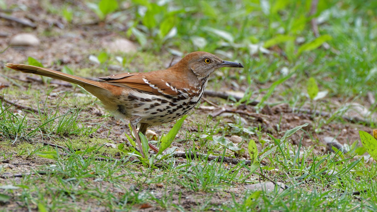 Brown Thrasher - Bob Scheidt