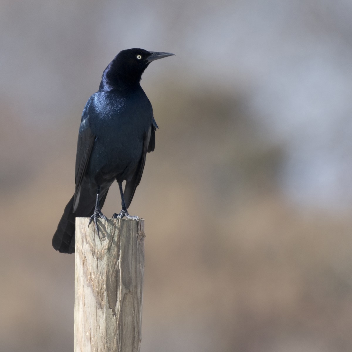 Boat-tailed Grackle - Laura  Wolf