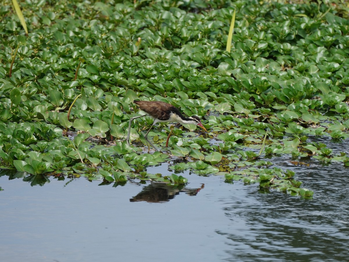 Jacana Suramericana - ML618507004