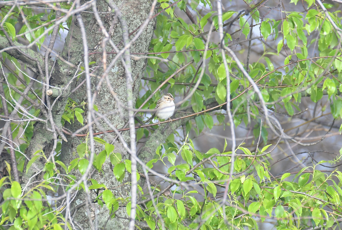 Clay-colored Sparrow - ML618507018