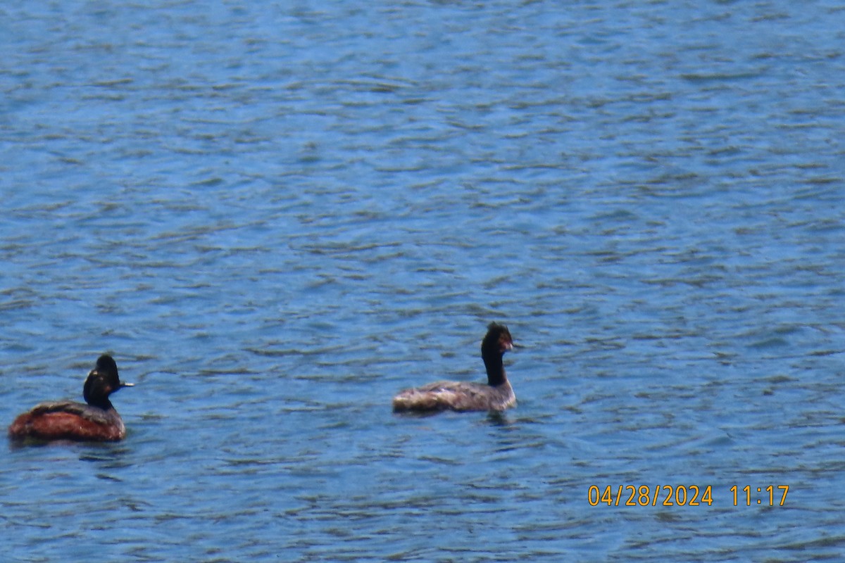 Eared Grebe - ML618507024