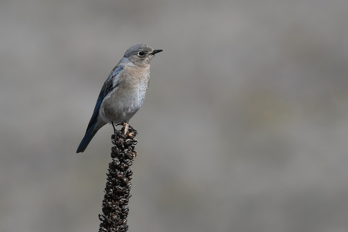 Mountain Bluebird - David M. Bell