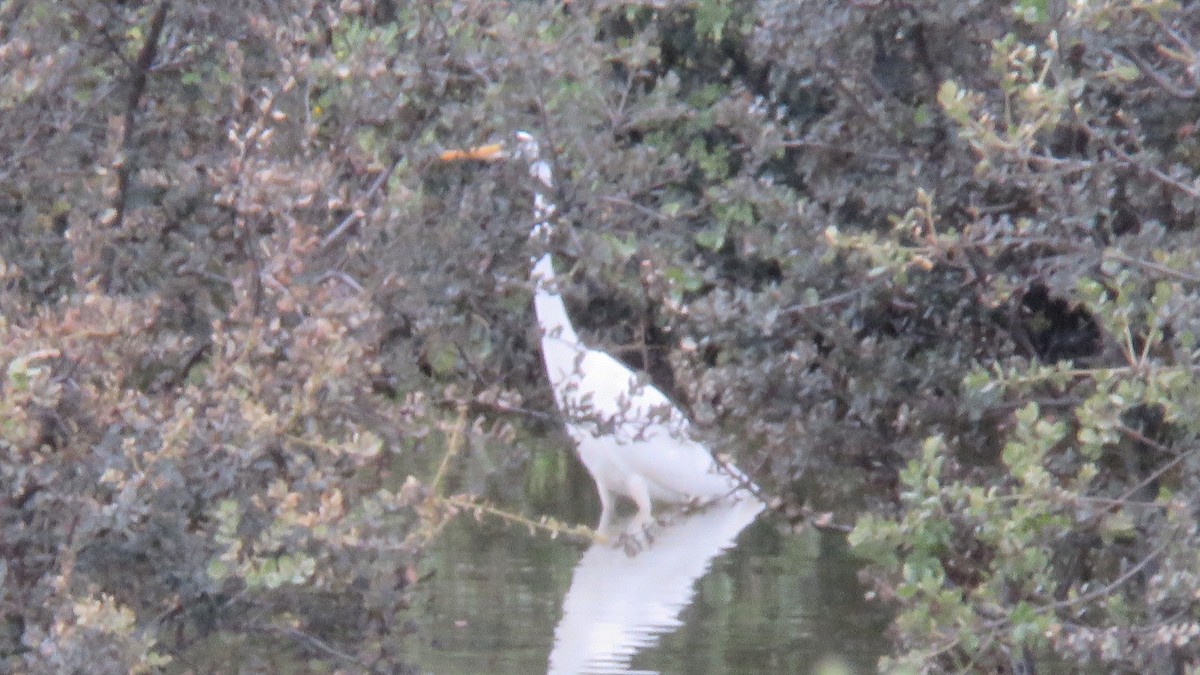 Great Egret - Felipe Rosado Romero