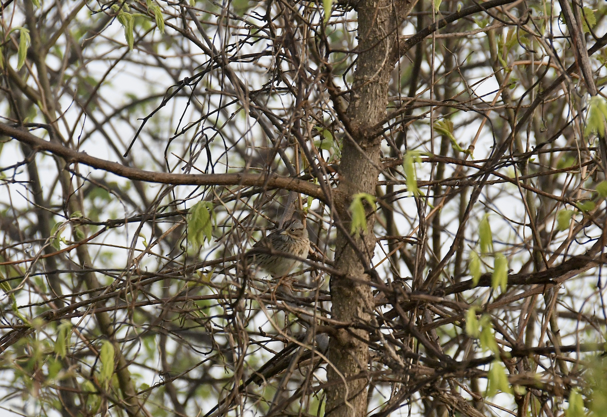 Lincoln's Sparrow - Brady Wilson