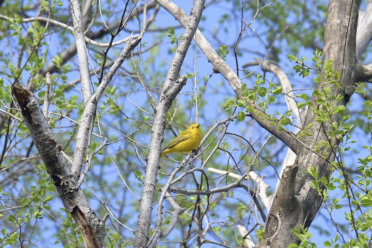 Yellow Warbler - ML618507104