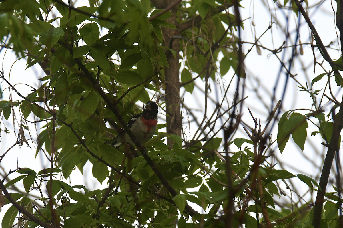 Rose-breasted Grosbeak - Brady Wilson