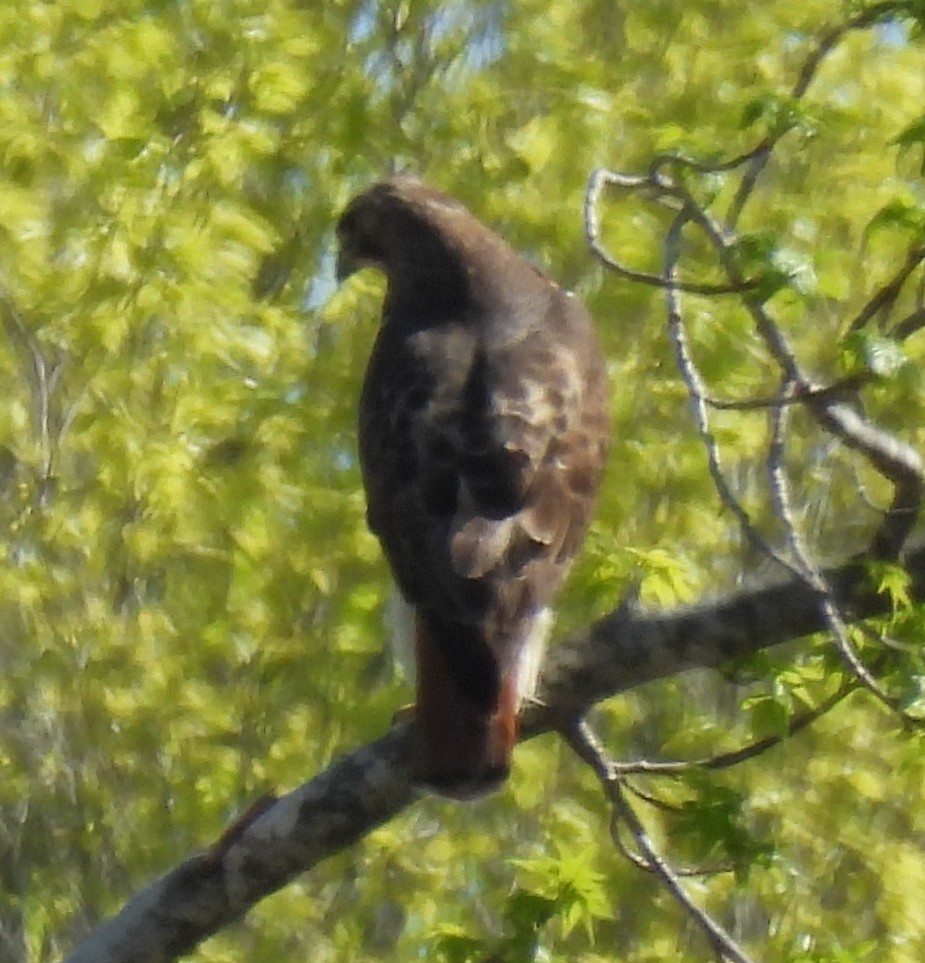 Red-tailed Hawk - ML618507130