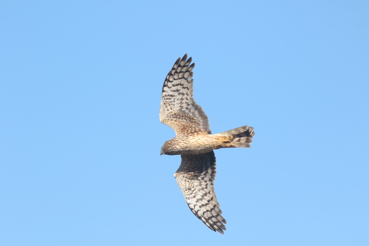 Northern Harrier - ML618507133