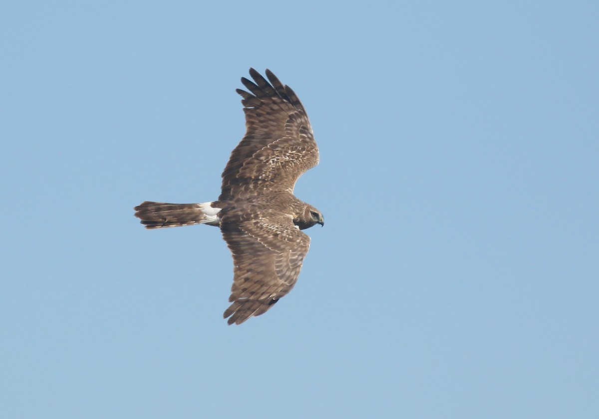 Northern Harrier - Denise  McIsaac