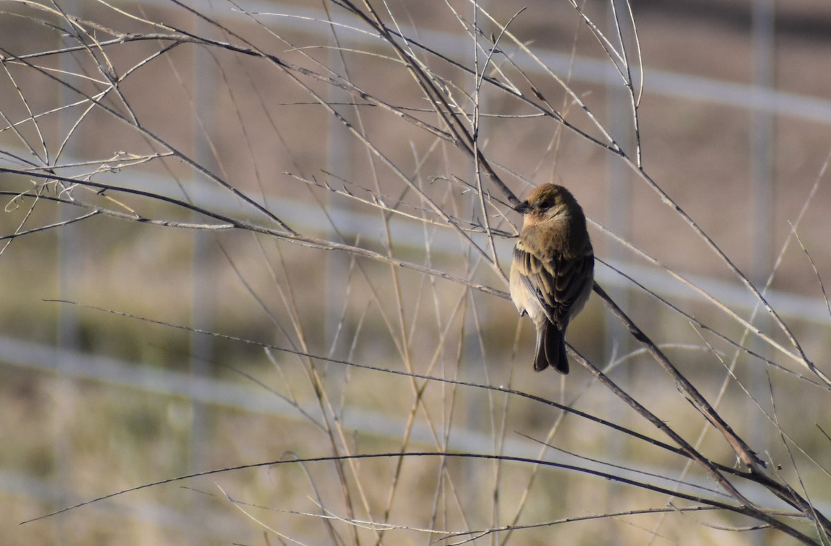 Indigo Bunting - ML618507142