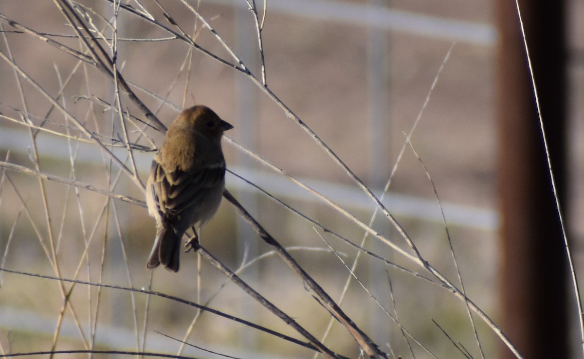 Indigo Bunting - ML618507143