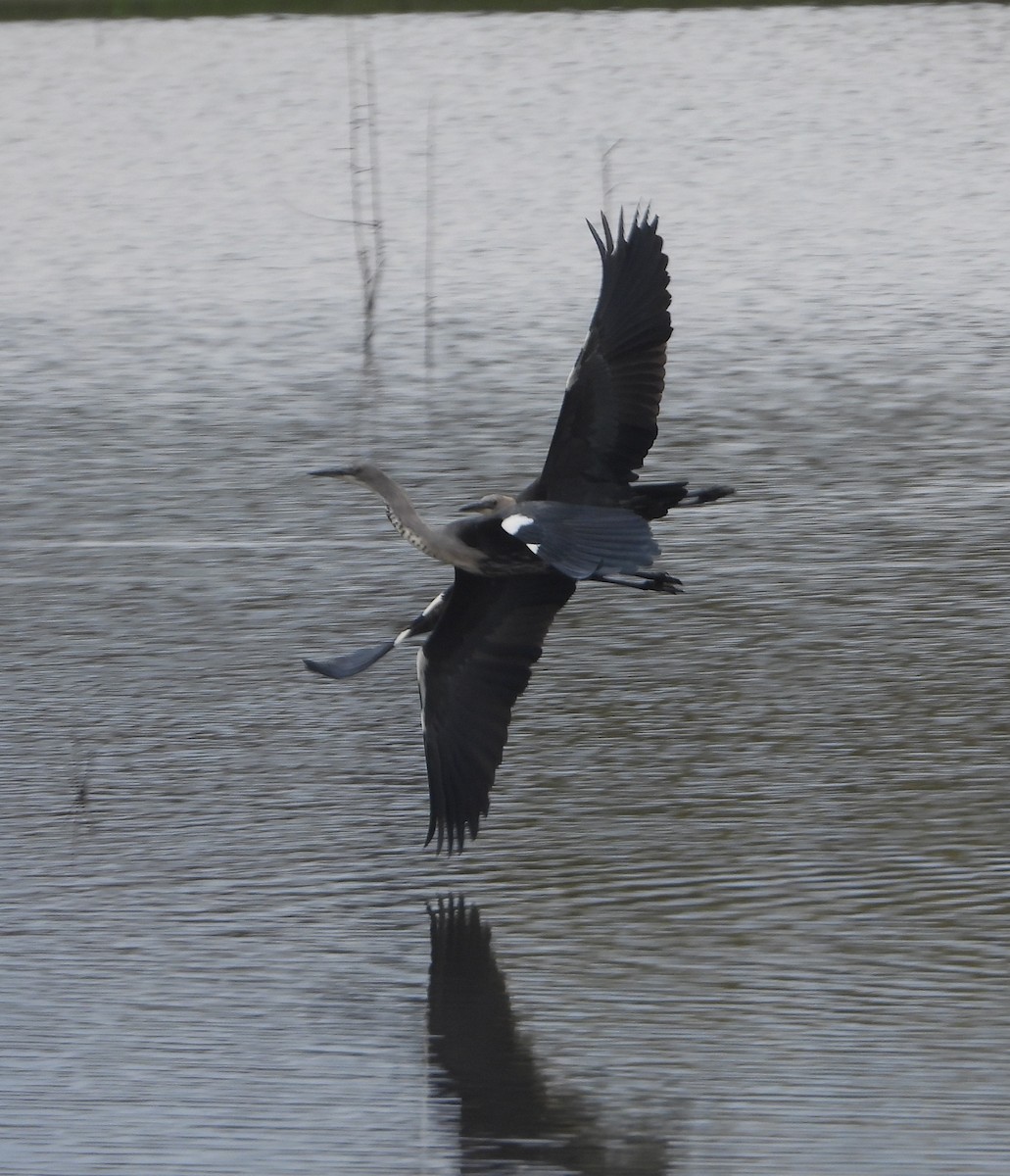 Pacific Heron - Rodney Macready