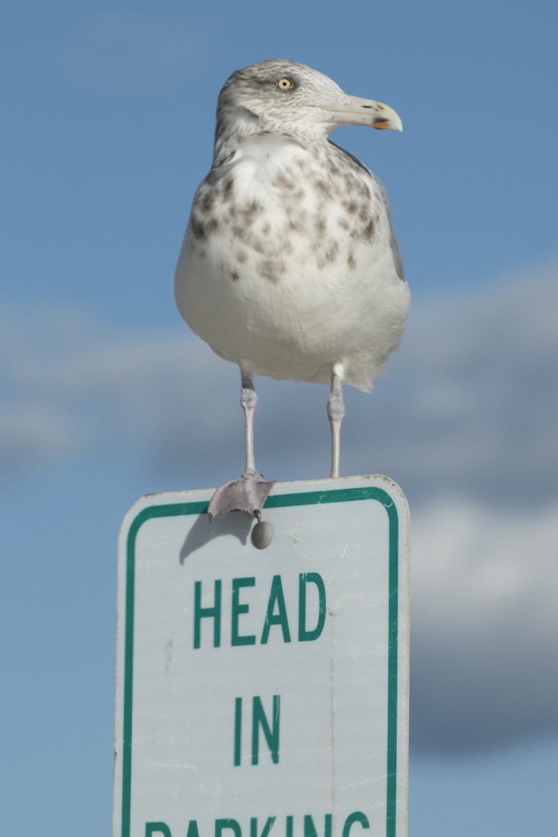 Herring Gull (American) - Laura  Wolf