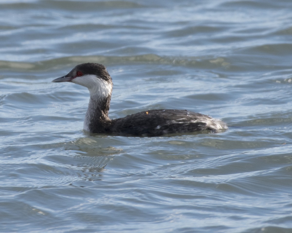 Horned Grebe - Laura  Wolf