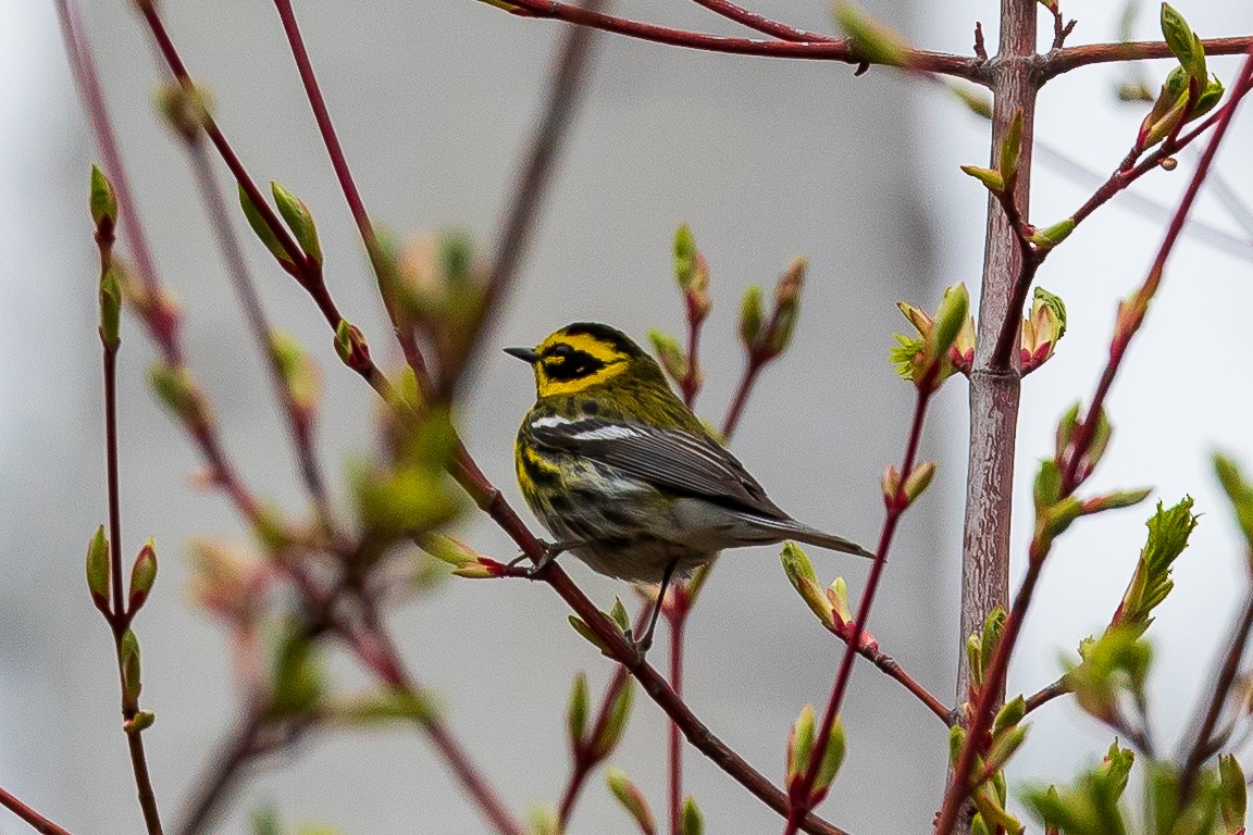 Townsend's Warbler - Andrew Cauldwell