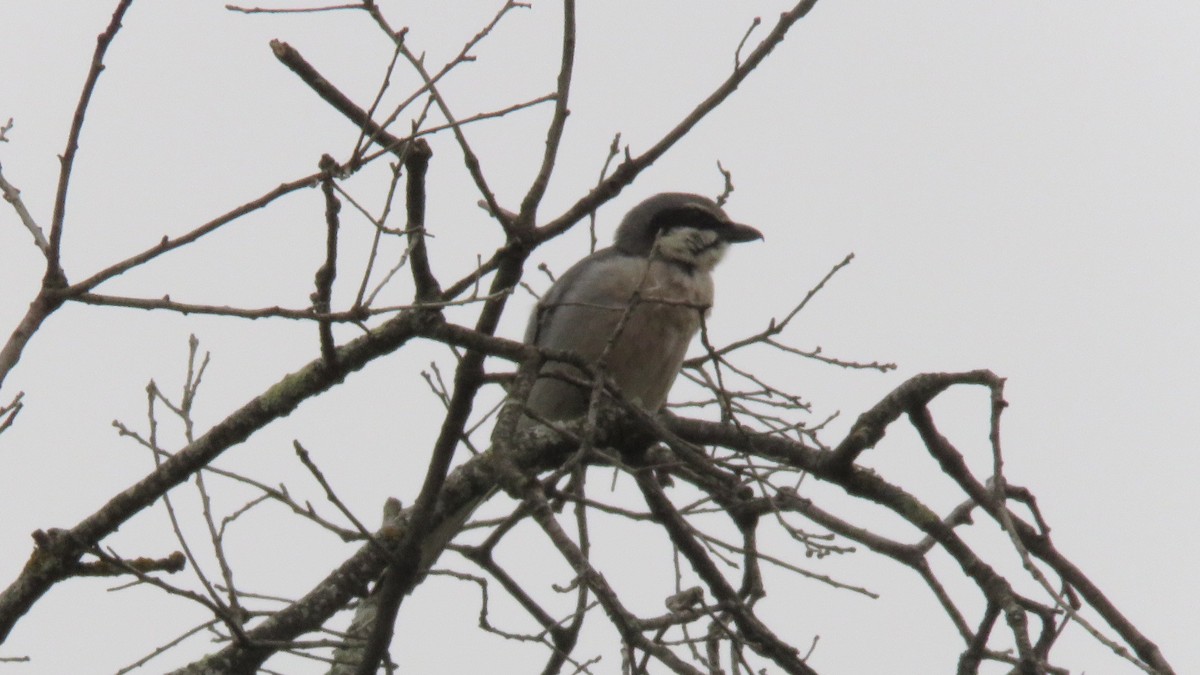 Iberian Gray Shrike - Felipe Rosado Romero