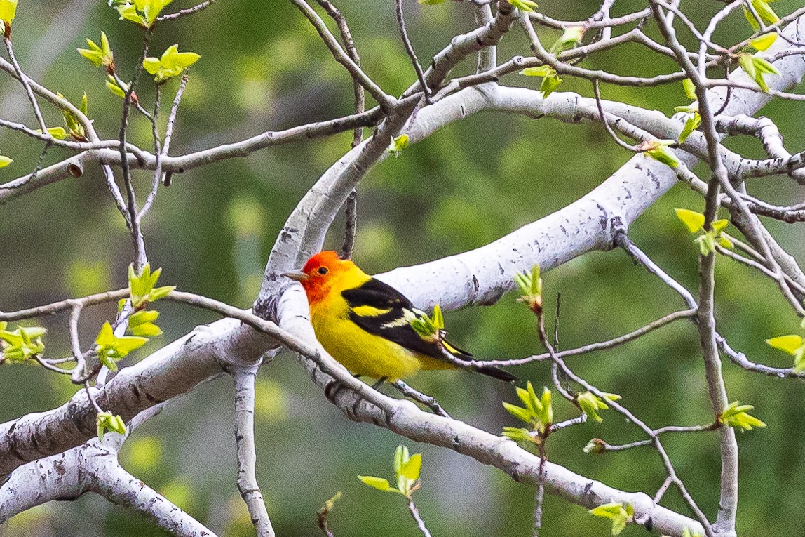 Western Tanager - Andrew Cauldwell