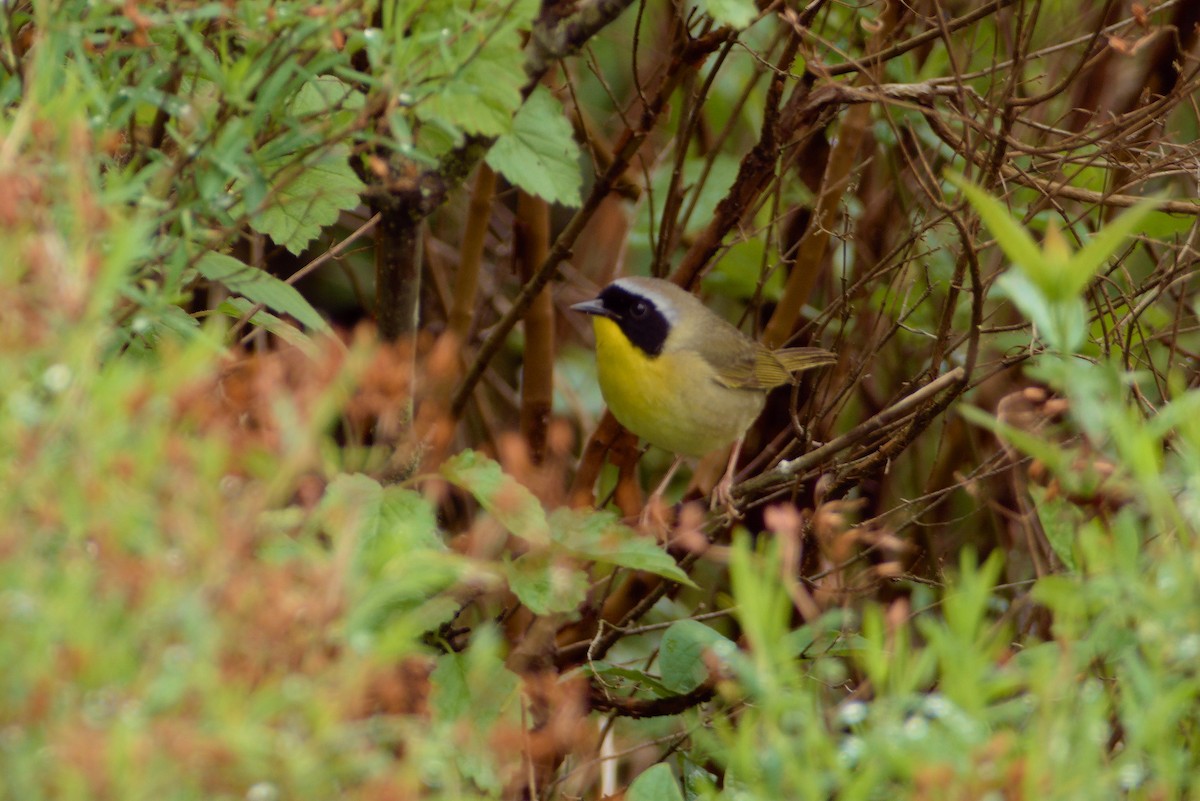 Common Yellowthroat - ML618507240