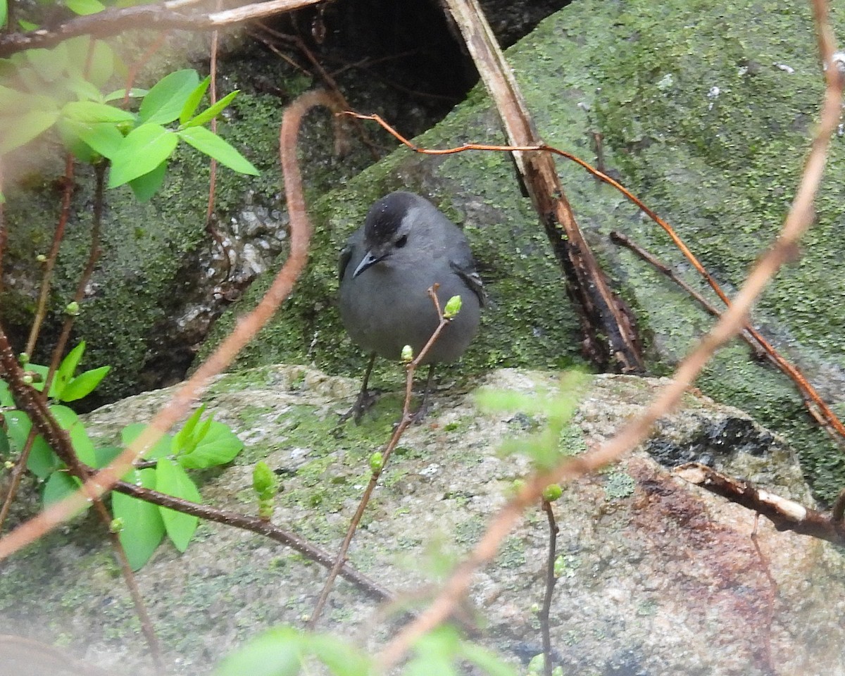 Gray Catbird - ML618507241