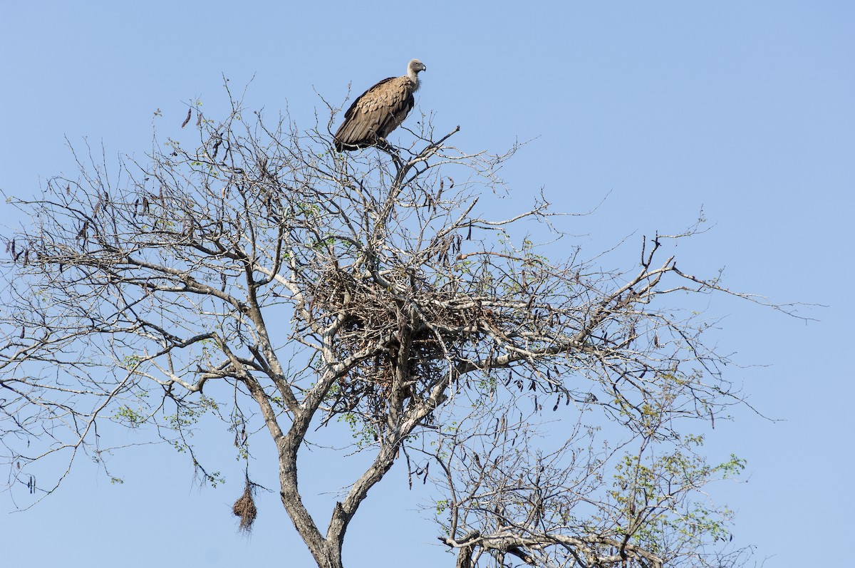 White-backed Vulture - ML618507243