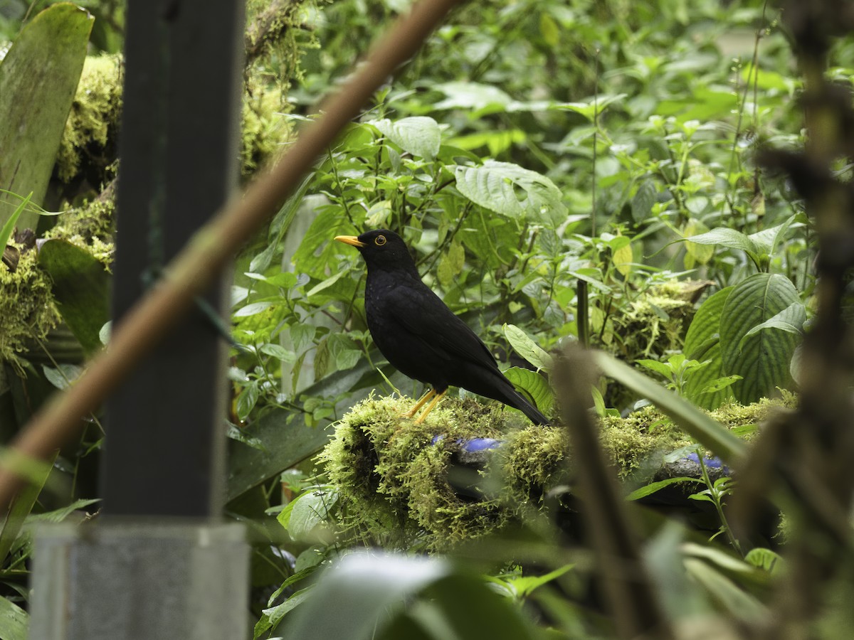 Glossy-black Thrush - Alex Mesquita