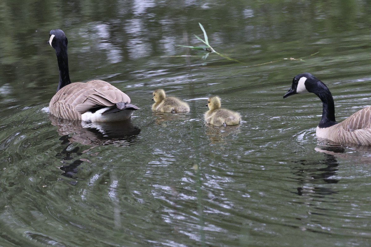 Canada Goose - Doug Cooper