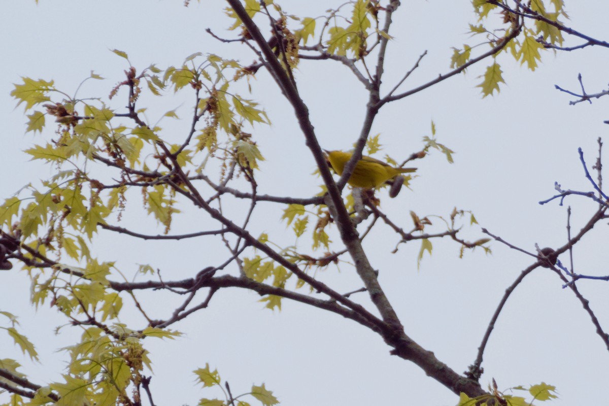 Yellow Warbler - ML618507252