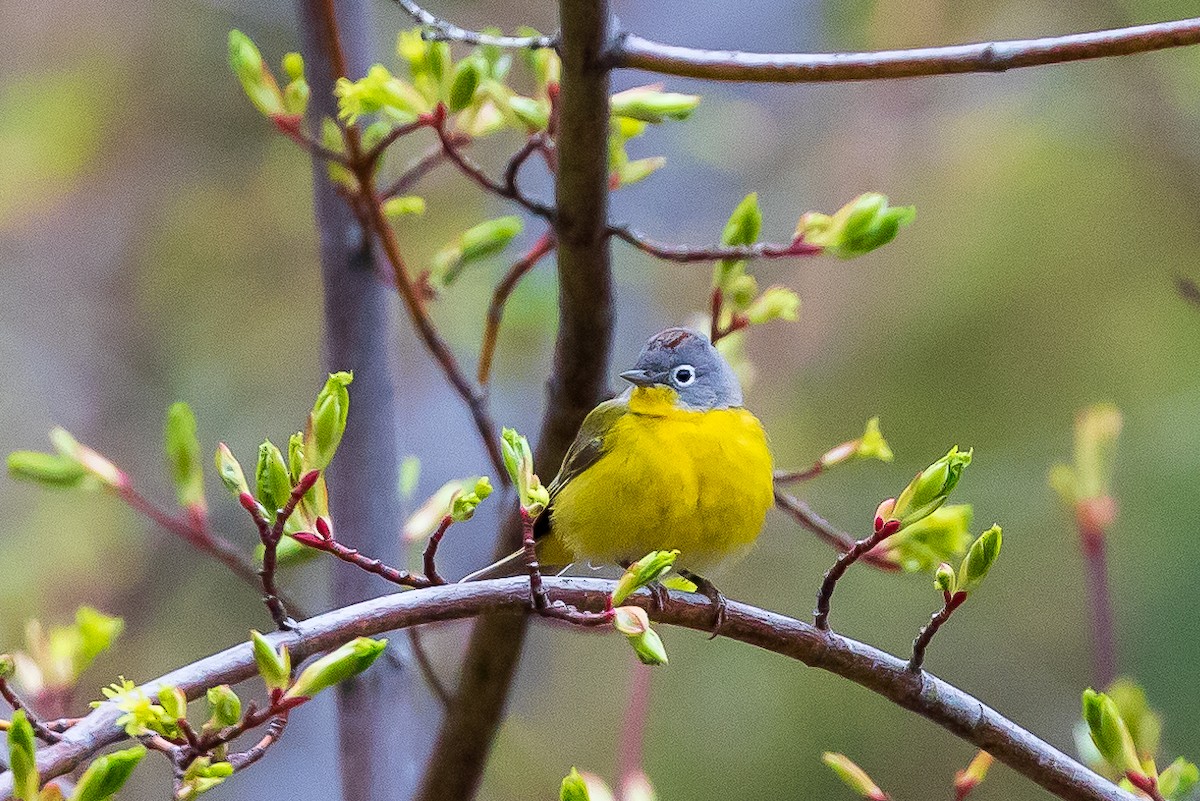 Nashville Warbler - Andrew Cauldwell