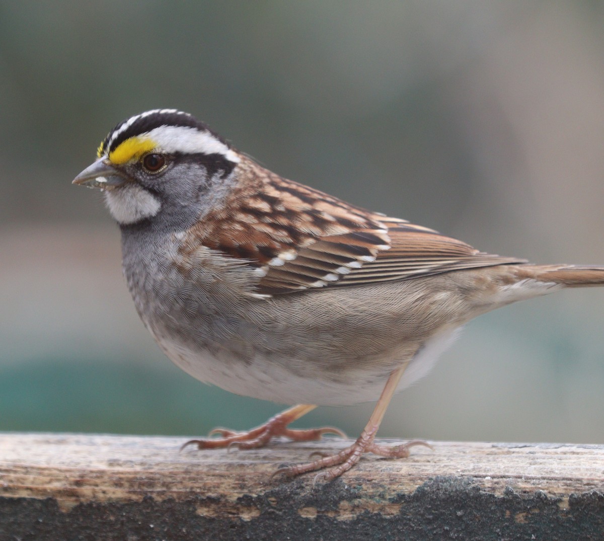 White-throated Sparrow - Hélène Crête