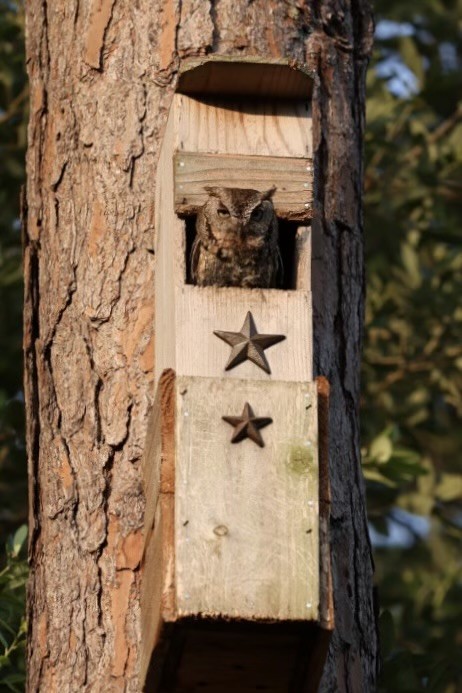 Eastern Screech-Owl - John Faber