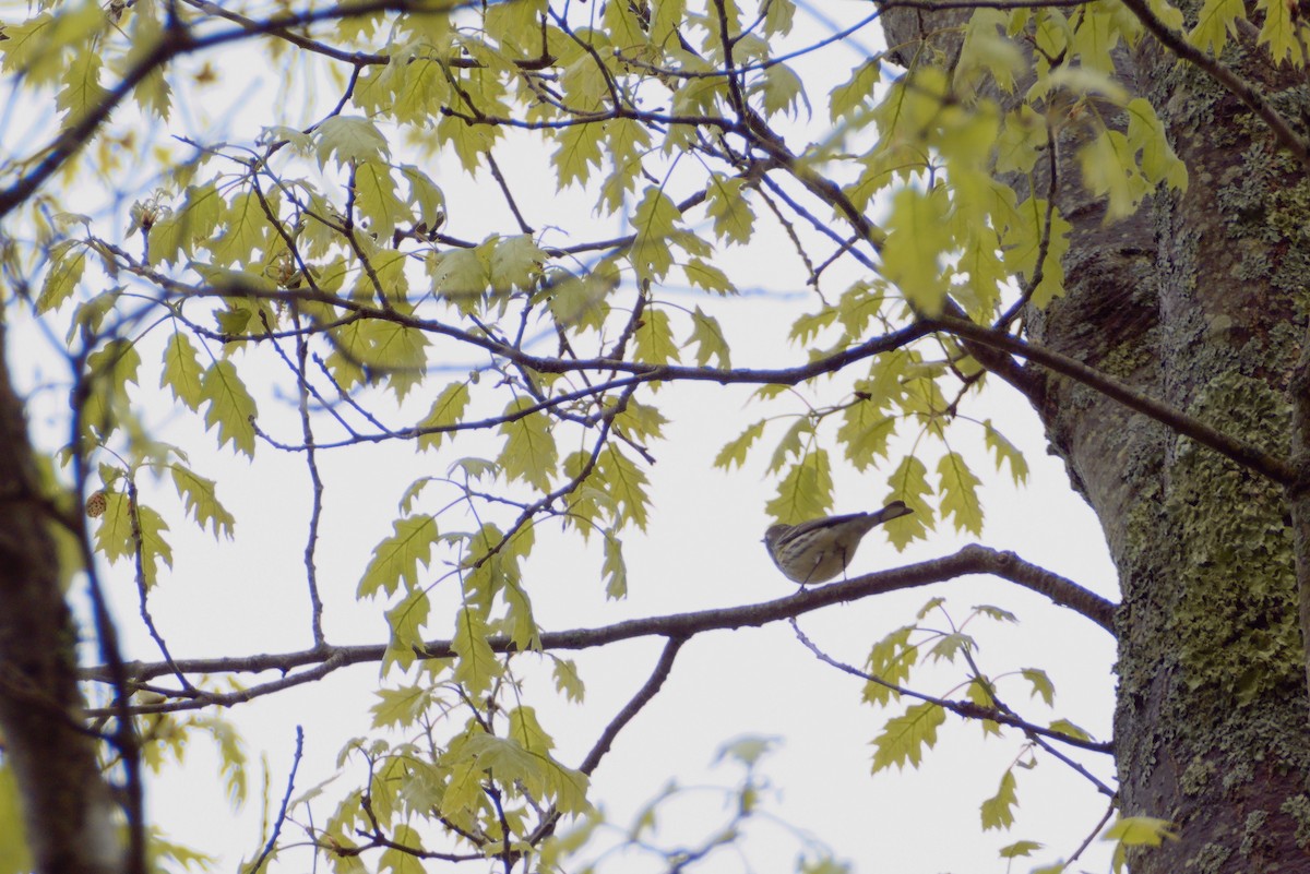 Yellow-rumped Warbler - ML618507312