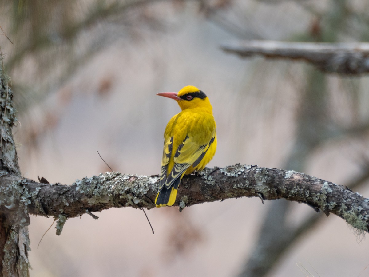 Slender-billed Oriole - ML618507315