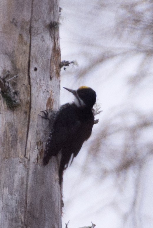 Black-backed Woodpecker - ML618507322