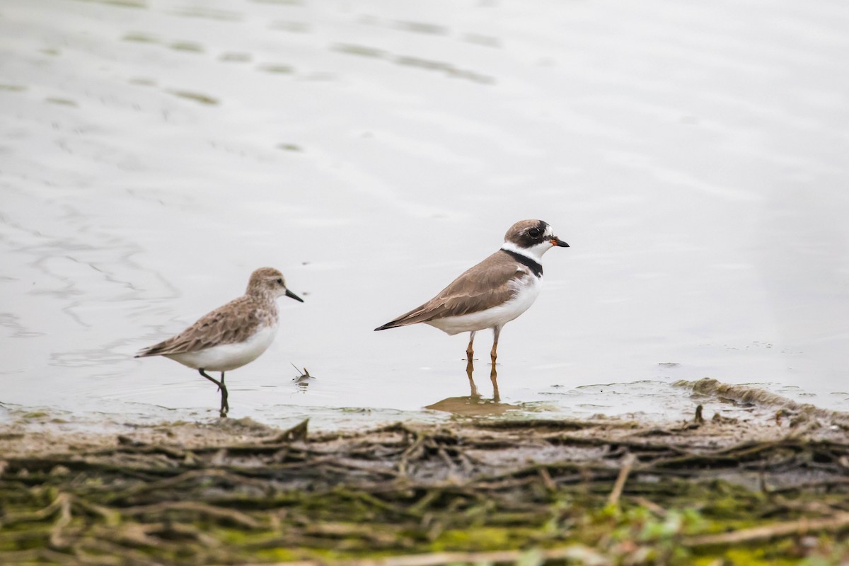 Semipalmated Plover - Melissa McMasters