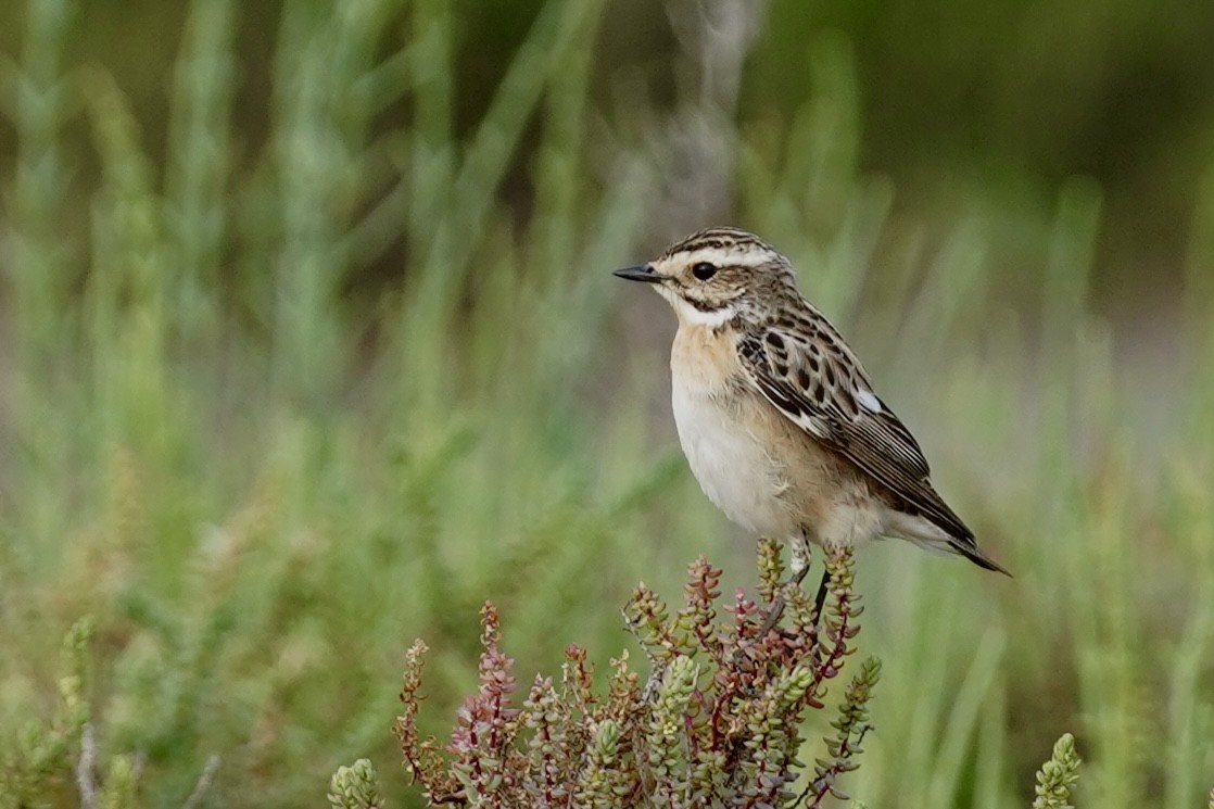 Whinchat - ML618507389