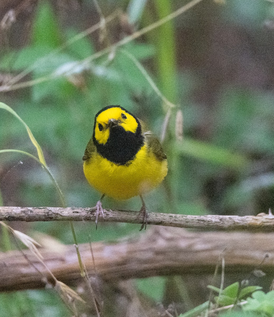 Hooded Warbler - Robert Provost