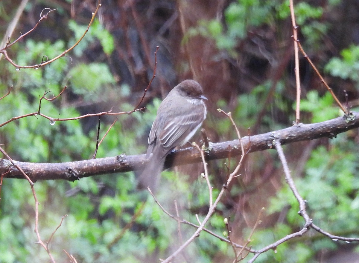 Eastern Phoebe - ML618507407