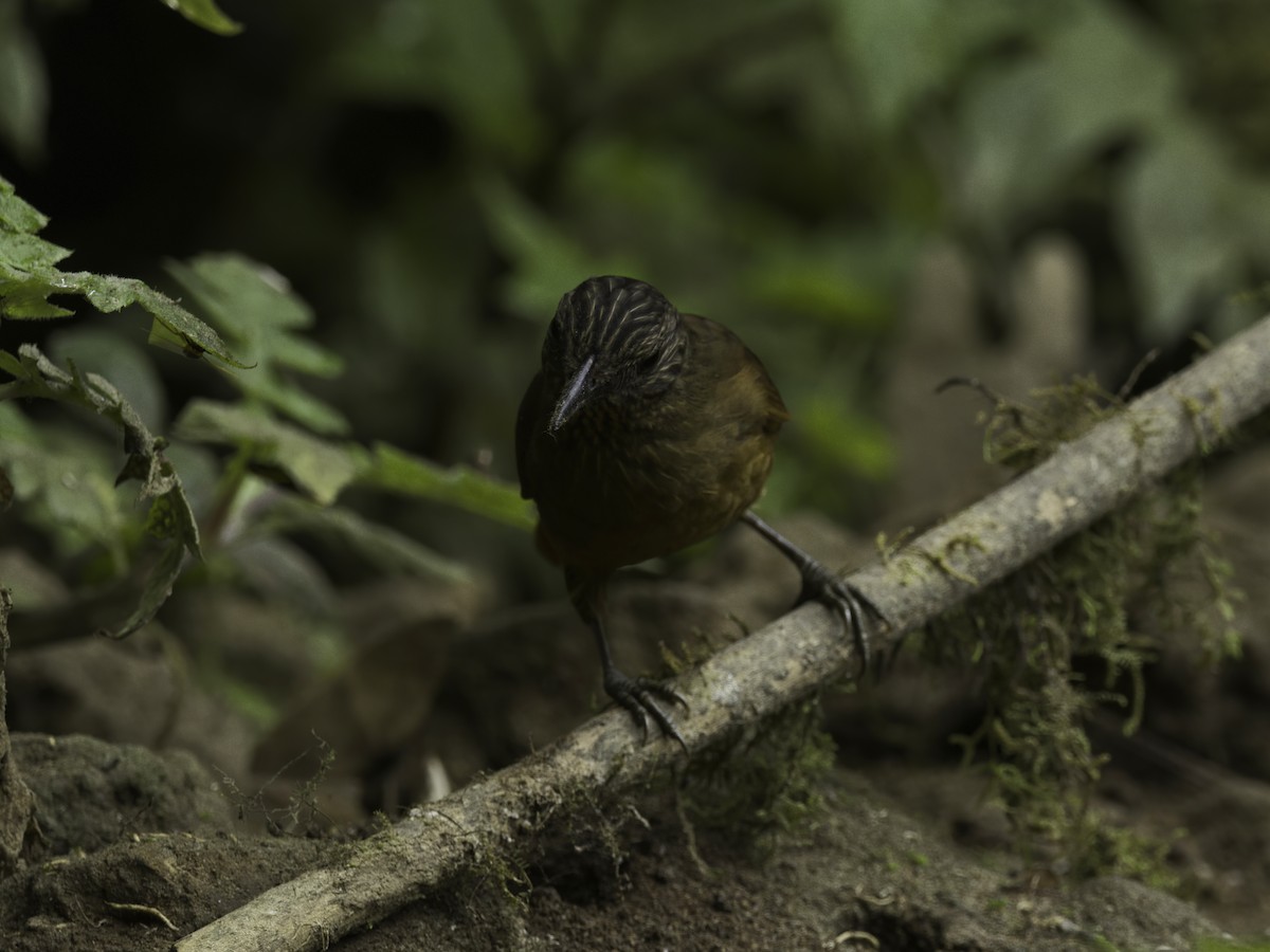 Птах-гончар еквадорський - ML618507411