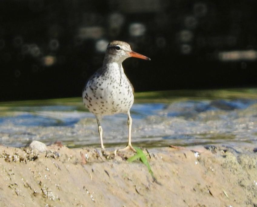 Spotted Sandpiper - Francisco Valdes