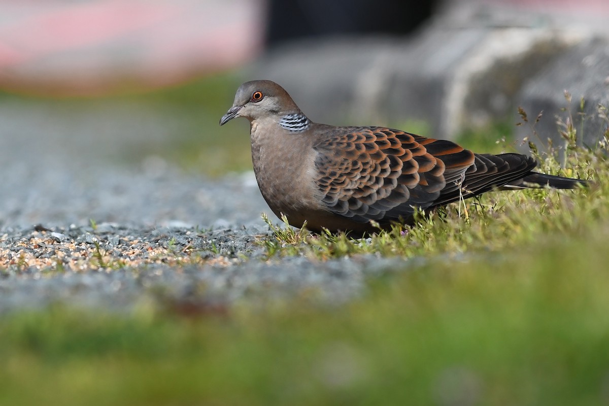 Oriental Turtle-Dove - David M. Bell