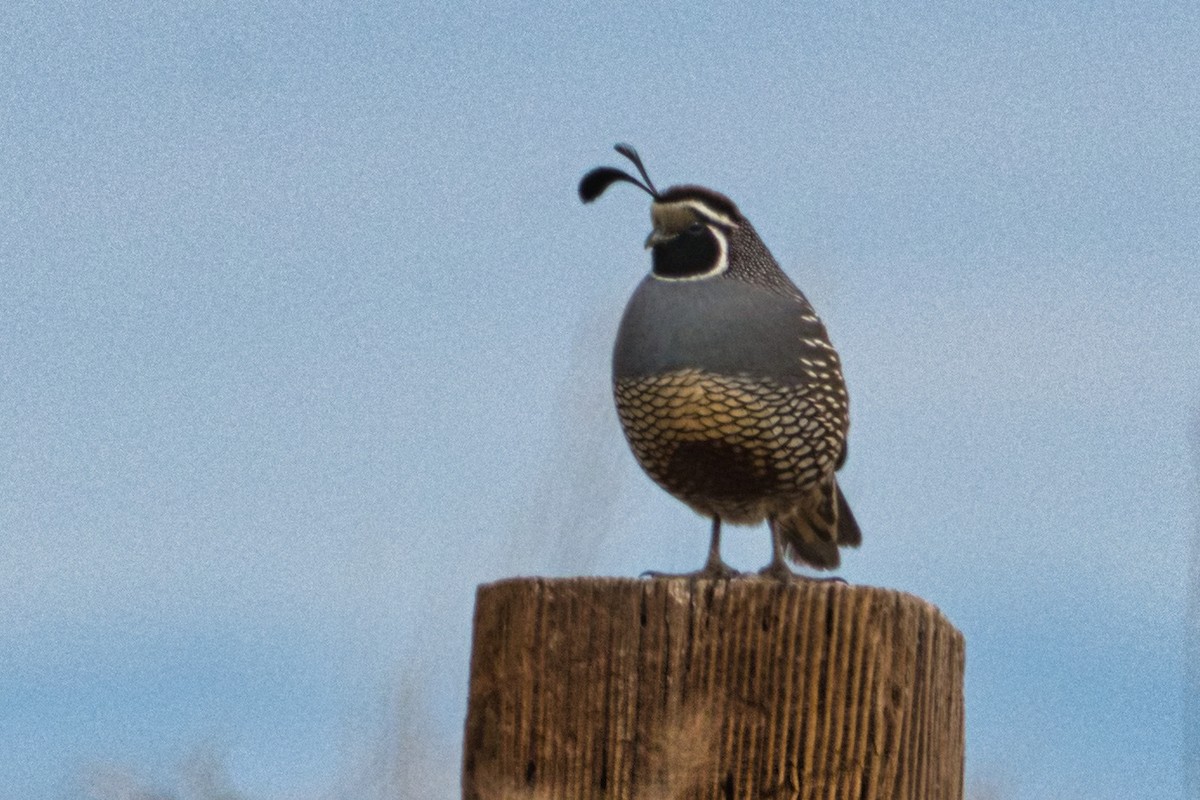 California Quail - ML618507492