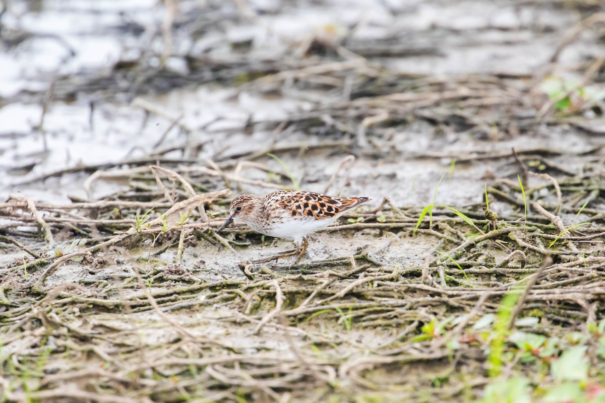 Least Sandpiper - Melissa McMasters