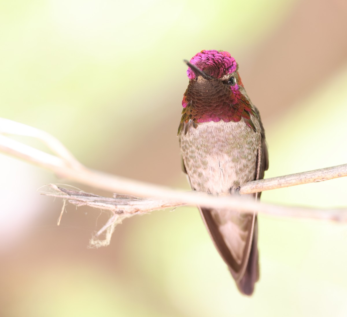 Anna's Hummingbird - Andy Gee