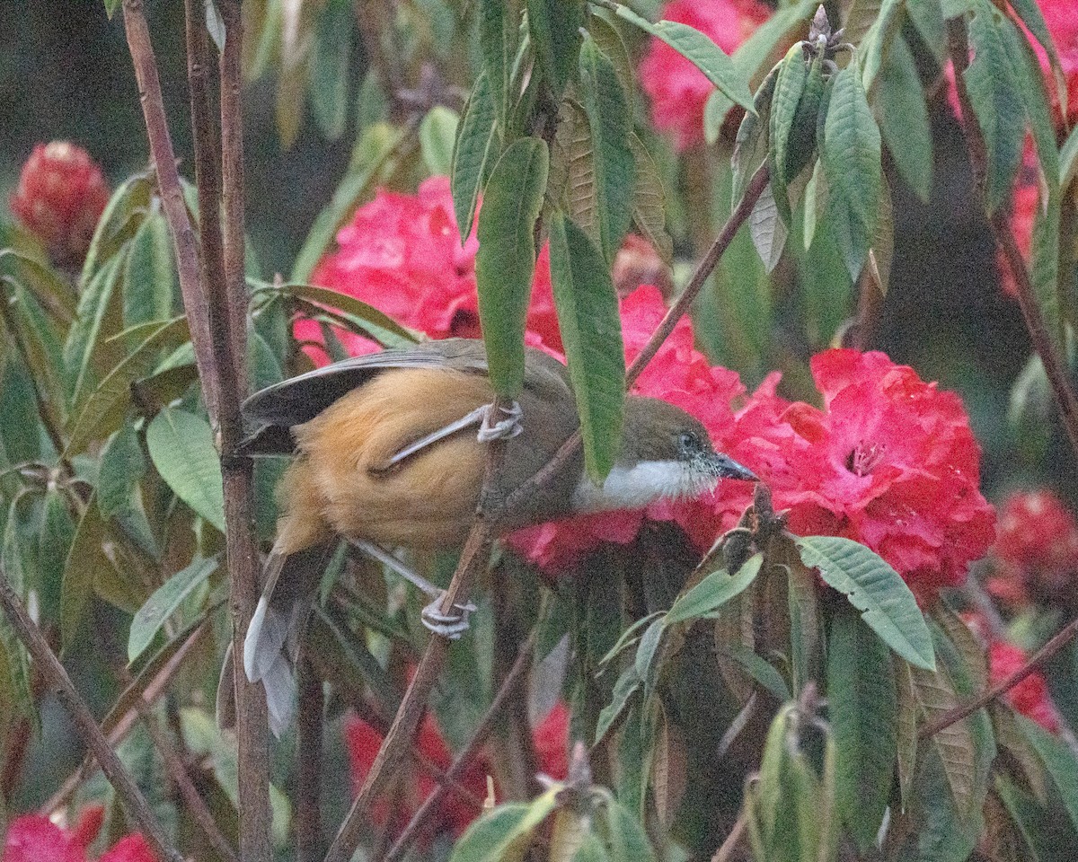 White-throated Laughingthrush - ML618507577