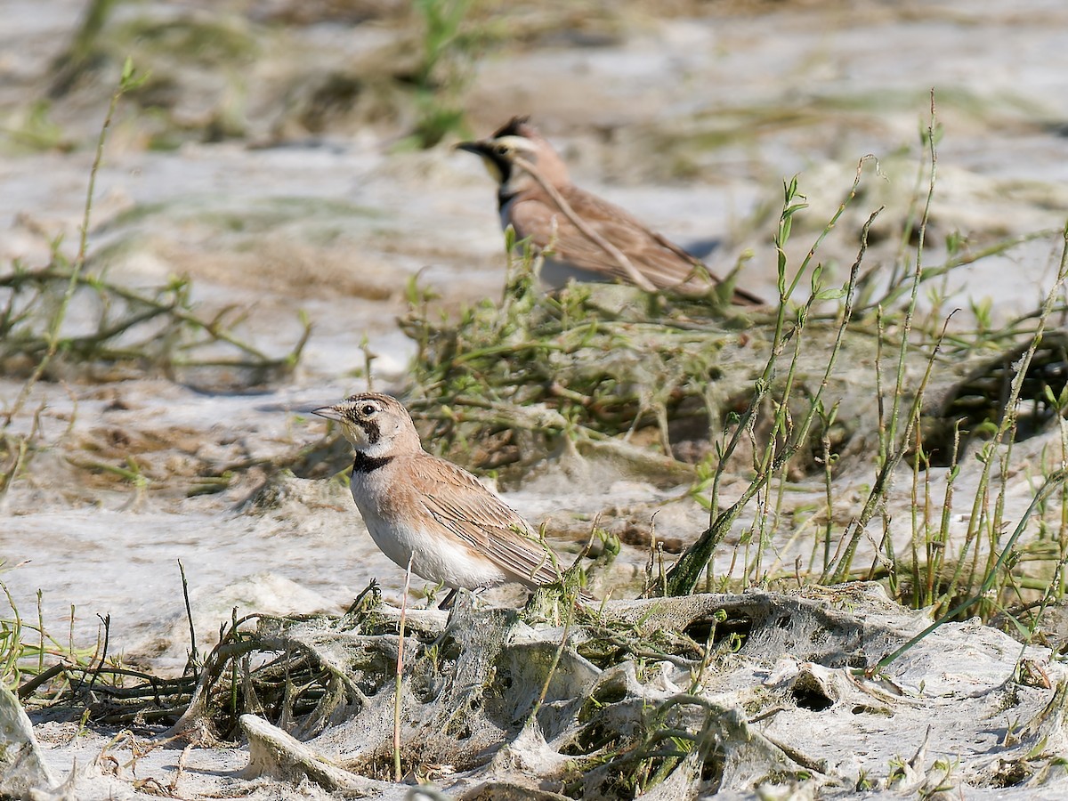 Horned Lark - Pierre Deviche