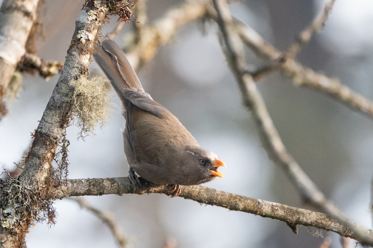 Great Parrotbill - ML618507622