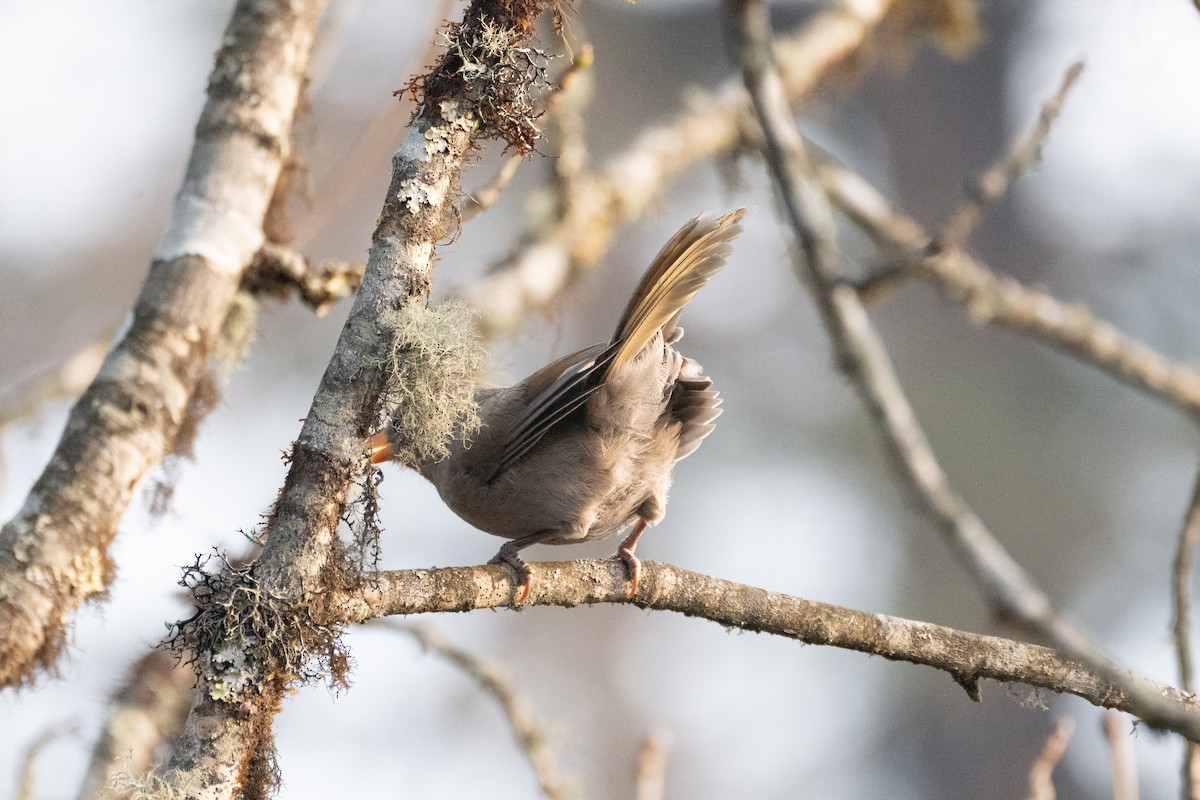 Great Parrotbill - ML618507627