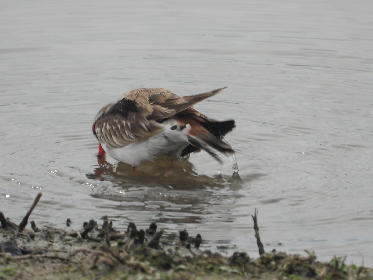 Black-fronted Dotterel - Rodney Macready