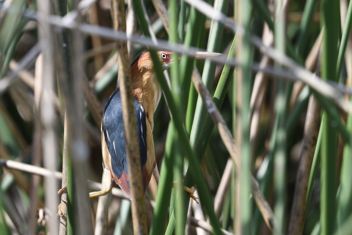 Least Bittern - ML618507650