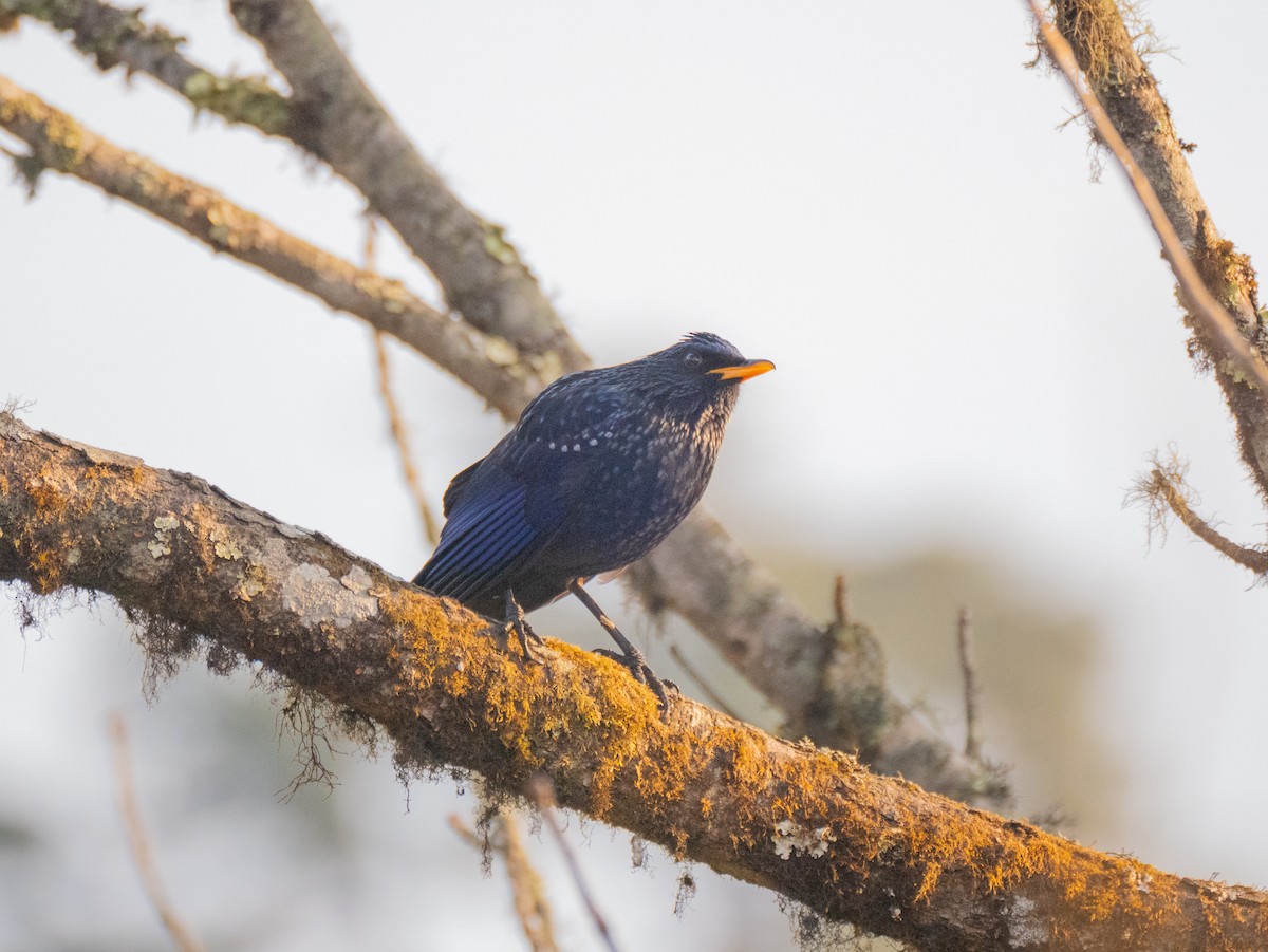 Blue Whistling-Thrush - Lynne Hertzog